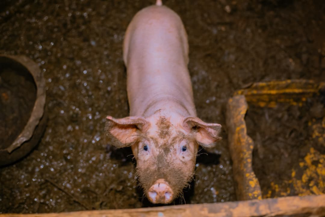 A New Beginning: Beatrice's Transformation - Image 1