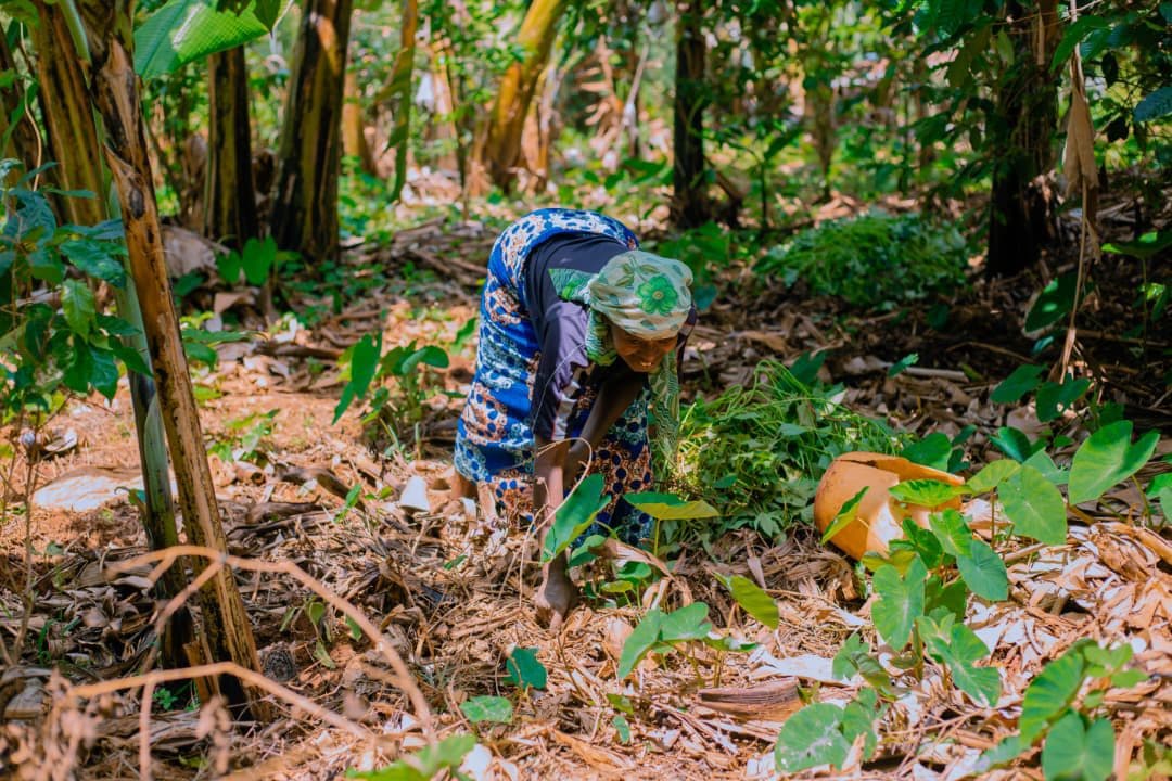 A New Beginning: Beatrice's Transformation - Image 2