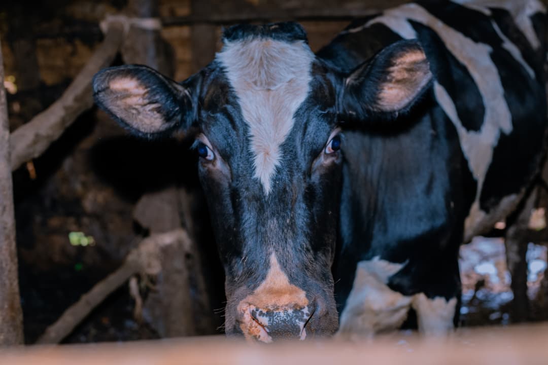 From Despair to Hope: Fausta's a.k.a "Nyabade" Story - Image 5